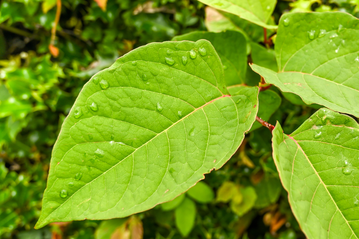 Japanese Knotweed at home